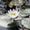 water lily (Nuphar sp) Kenneth Noble